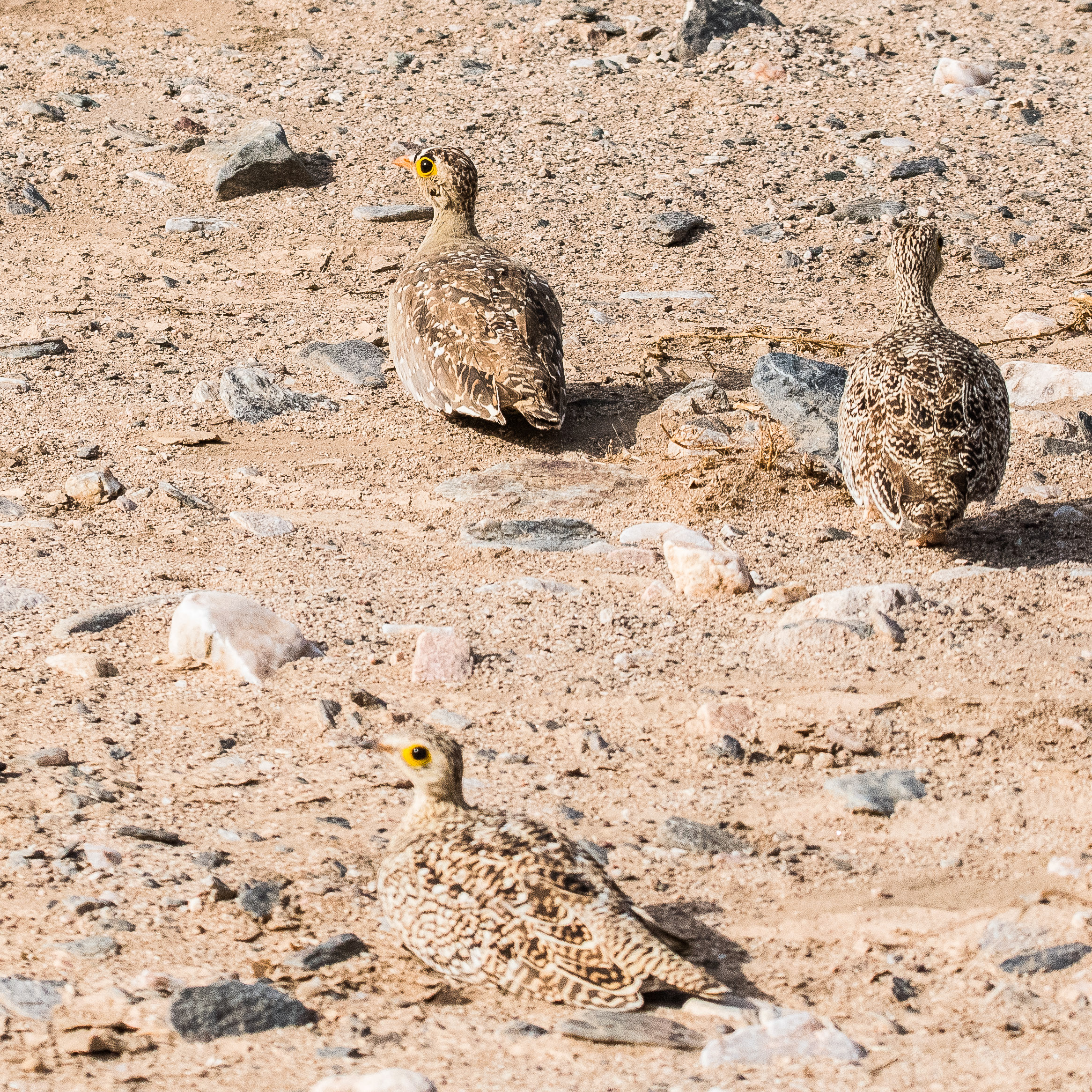 Gangas bibande (Double-banded sandgrouse, Pterocles bicinctus), mâle accompagné de 2 femelles, Désert du Namib, Namibie.